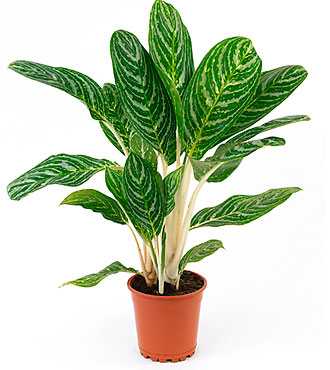 Single Plant