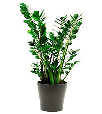 Zamioculcas Plant