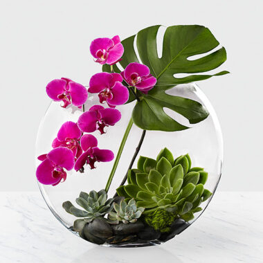 Orquídea Oriental con Phalaenopsis, suculentas y hoja de monstera