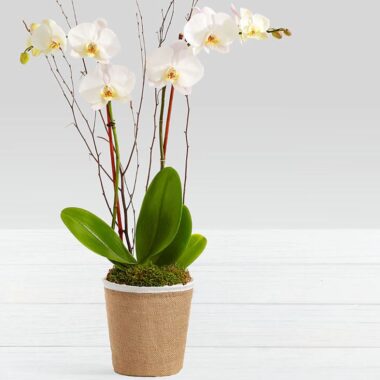 Orquídea Phalaenopsis de dos varas con musgo y yute