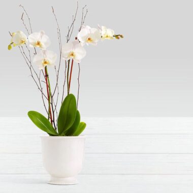 Orquídea Phalaenopsis de dos tallos en maceta blanca