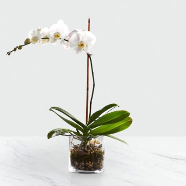 Orquídea Phalaenopsis con raíces aéreas visibles