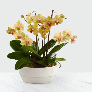 Jardín con tres plantas de orquídea Phalaenopsis y musgo