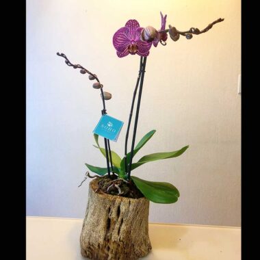 Big Blossom, orquídea Phalaenopsis grande de dos tallos