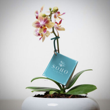 Detalle A Go Go, mini orquídea en base de cerámica blanca