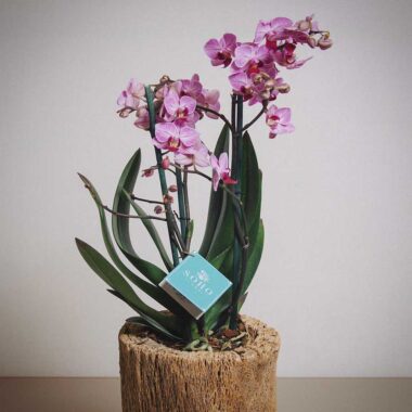 Mini Blossom, mini orquídea presentada sobre corteza