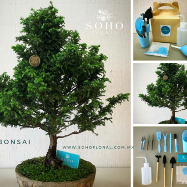 Bonsái cedro japonés premium con herramientas de cuidado