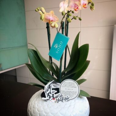 Orquídea Phalaenopsis de dos tallos en base blanca ovalada