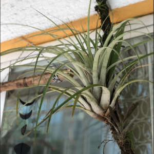 Plantas Aéreas: Belleza y Elegancia Suspendidas en el Aire