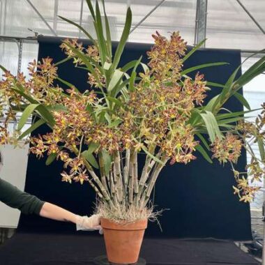 Ansellia africana