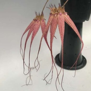 Bulbophyllum Elizabeth Ann
