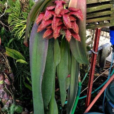 Bulbophyllum phalaenopsis