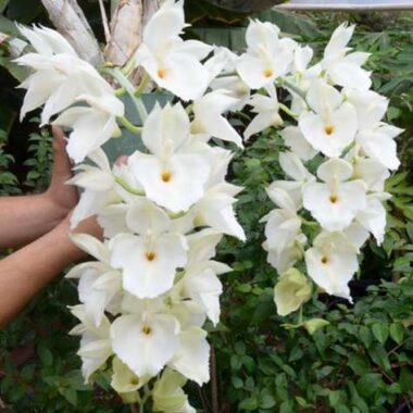 Catasetum tenebrosum