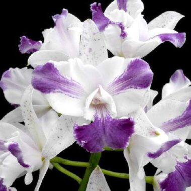 Cattleya intermedia var. aquinii coerulea