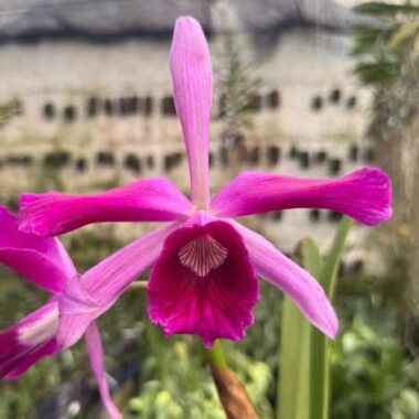 Cattleya purpurata f. sanguinea × rubra