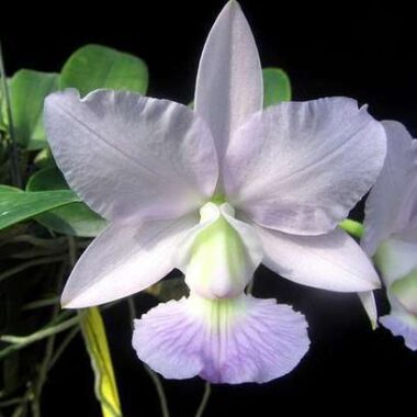 Cattleya walkeriana f. coerulea “Edward” SM/JOS