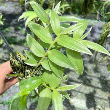 Dendrobium aphyllum variegated
