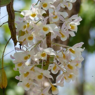 Dendrobium cretaceum