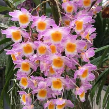 Dendrobium farmeri Pink