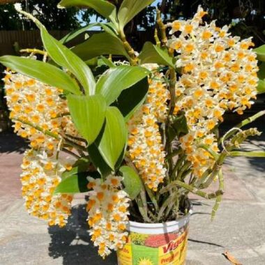 Dendrobium thyrsiflorum