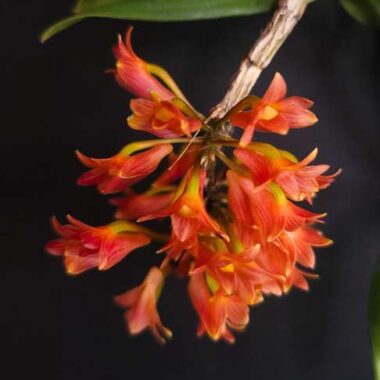 Dendrobium usitae “Red Coral”