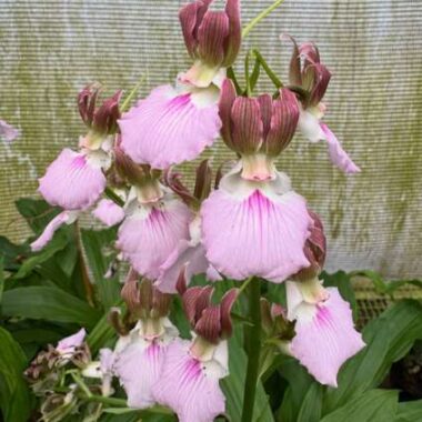 Eulophia guineensis “Dusky” AM/AOS