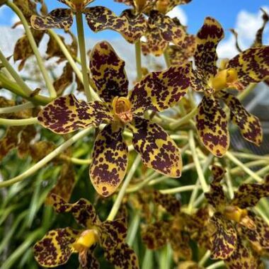Grammatophyllum speciosum