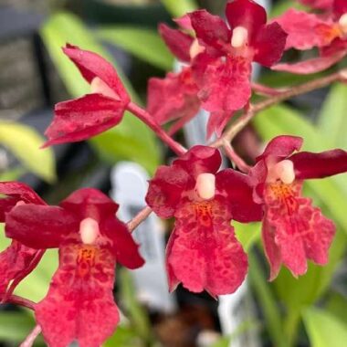 Howeara Lava Burst ‘Puanani’