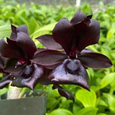 Monnierara Millennium Magic “Witchcraft”