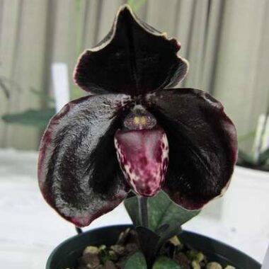 Paphiopedilum leucochilum Black
