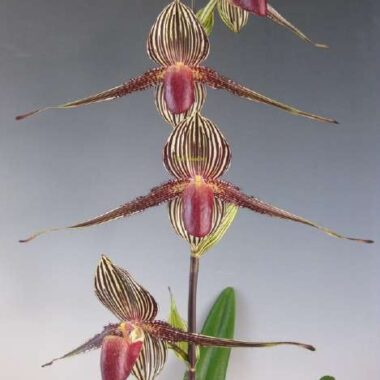 Paphiopedilum rothschildianum
