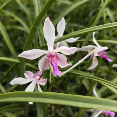 Paraphalaenopsis labukensis