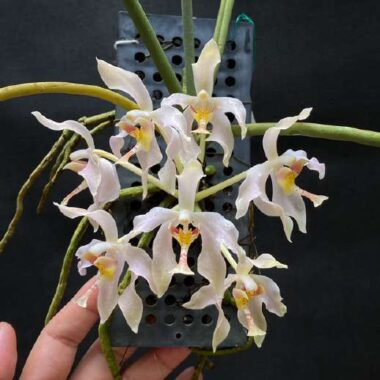 Paraphalaenopsis laycockii