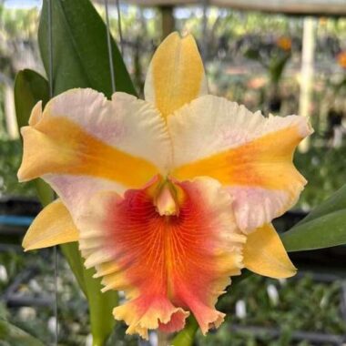 Rhyncholaeliocattleya Miss Thailand ‘Mariya’