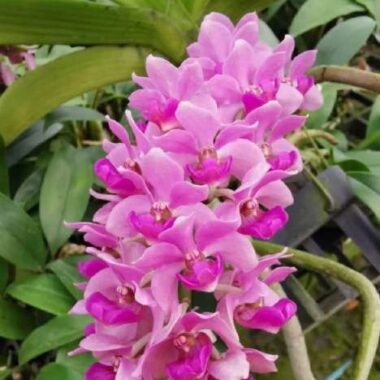Rhynchostylis gigantea Pink