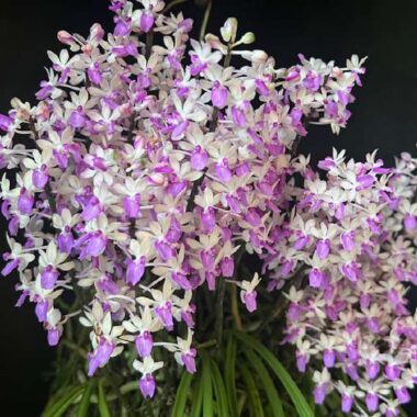 Seidenfadenia mitrata