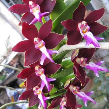 Trichoglottis philippinensis var. brachiata