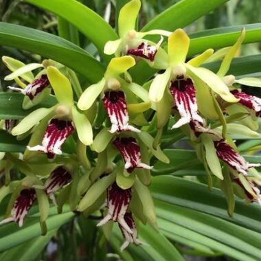 Vanda cristata