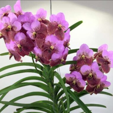 Vanda sanderiana